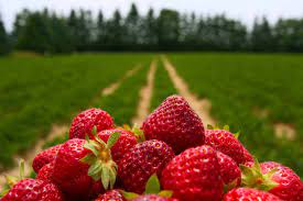 Strawberry Fields 